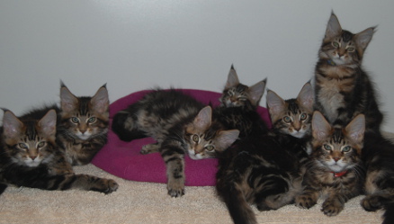 Taos's kittens 12 weeks old